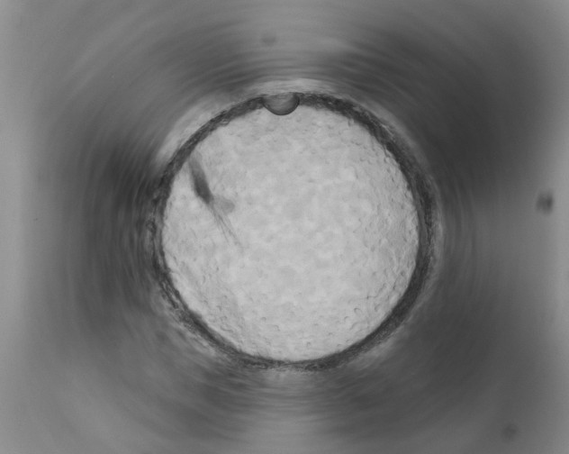 X0000111510921200908251109