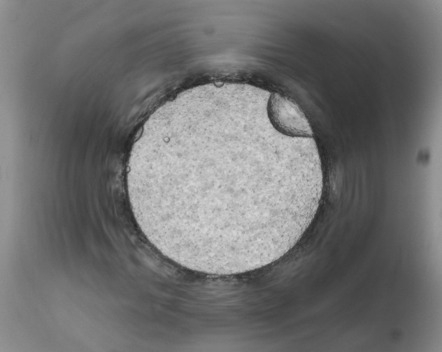 X0000111510964200908251109