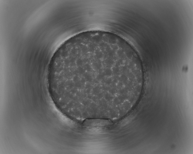 X0000111510991200908251109