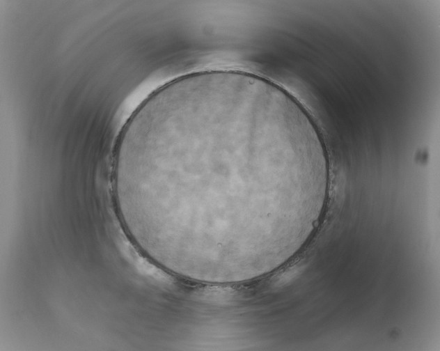 X0000111511094200908251107