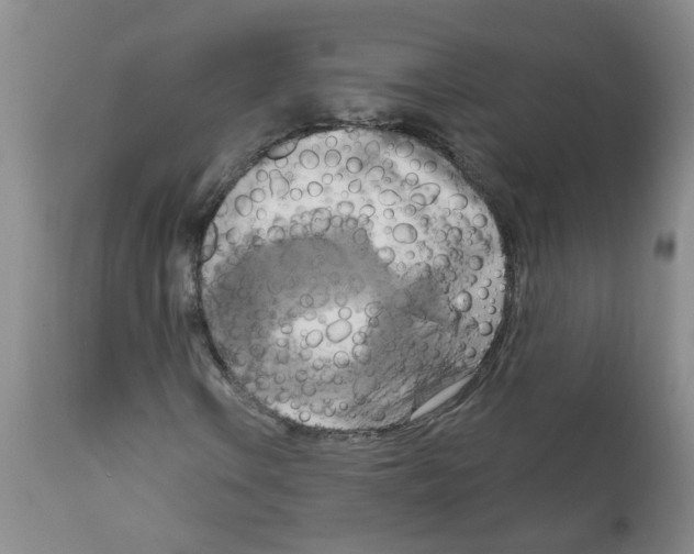 X0000111511106200908251106