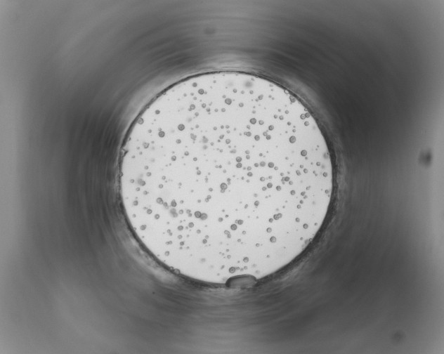 X0000111511236200908251105