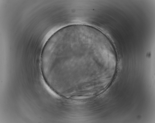 X0000111511239200908251105