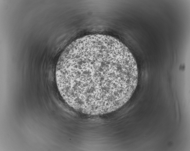 X0000111511250200908251105