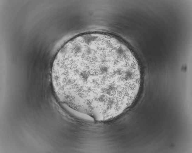 X0000111511363200908251103