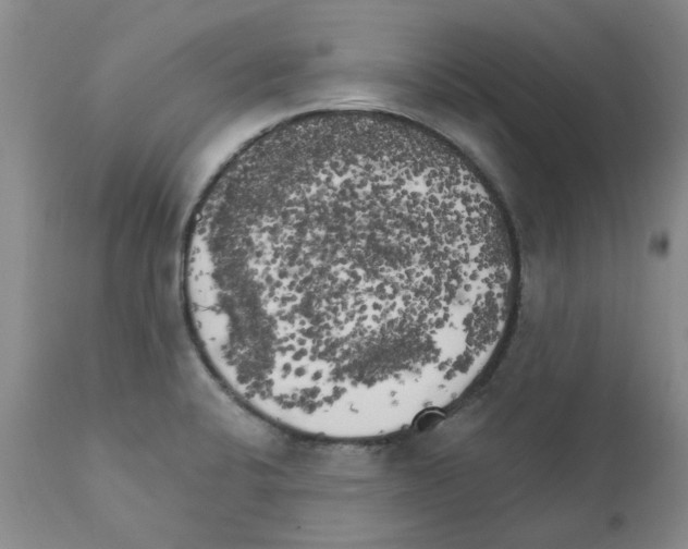 X0000111511424200908251102