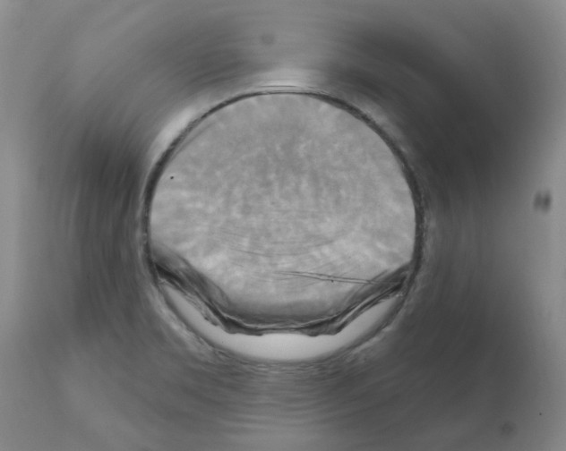 X0000111511469200908251101