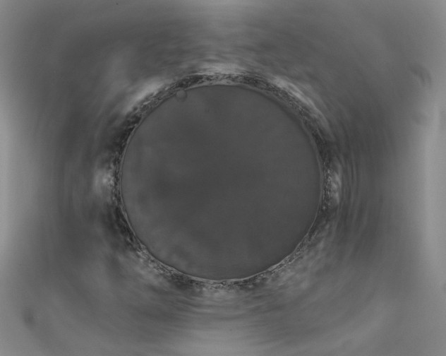 X0000111521254200907141501