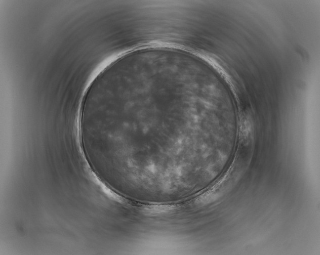 X0000111521294200907141500