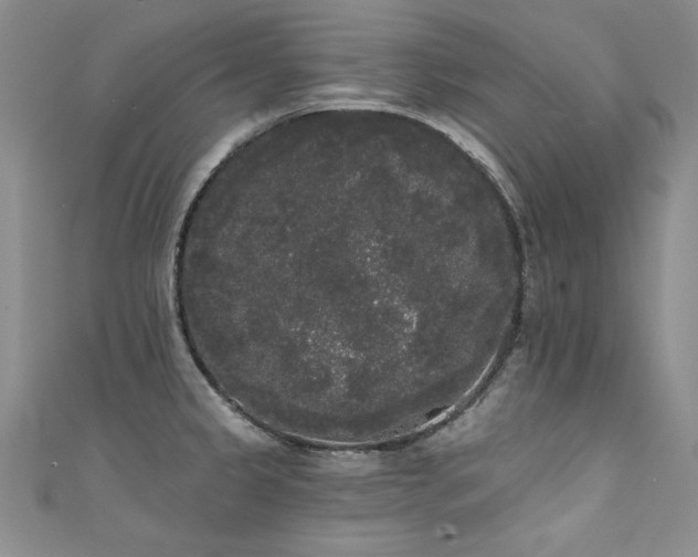 X0000111521333200907141500