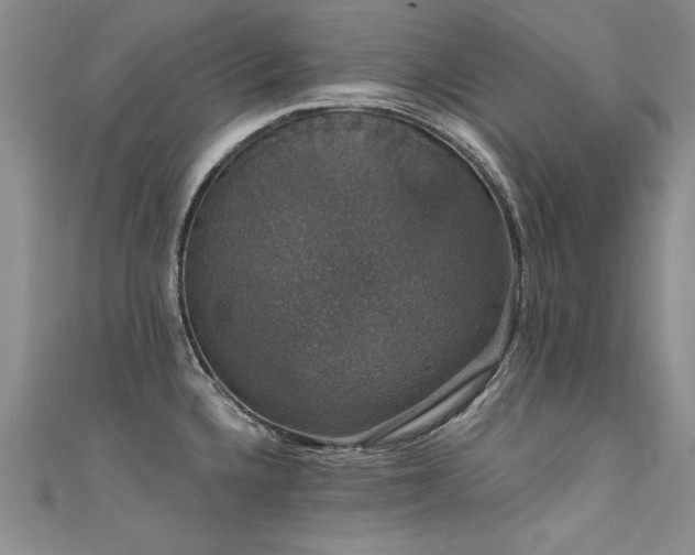 X0000111521336200907141500