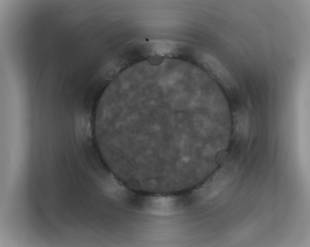 X0000111520313200907211229