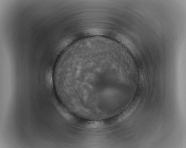 X0000111520398200907211228