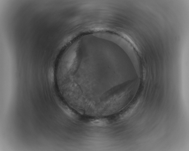 X0000111520447200907211227