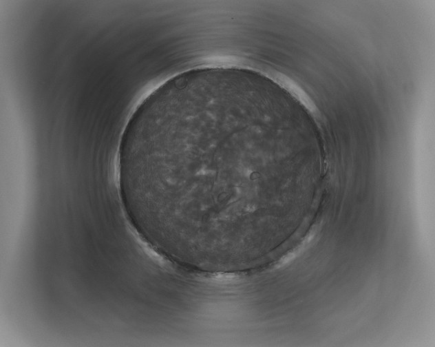 X0000111520839200907211222