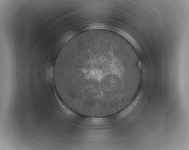 X0000111520849200907211222
