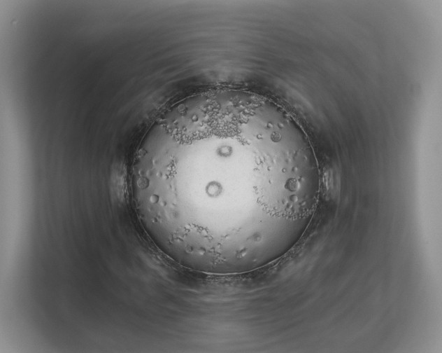 X0000111520963200907211221
