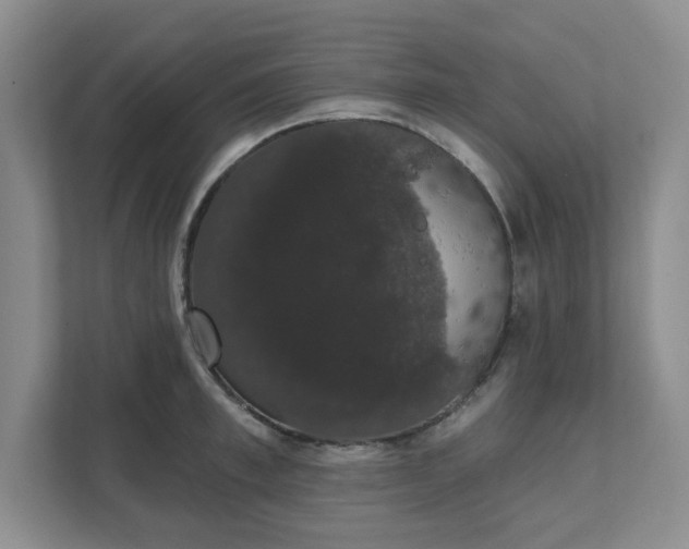 X0000111520997200907211220