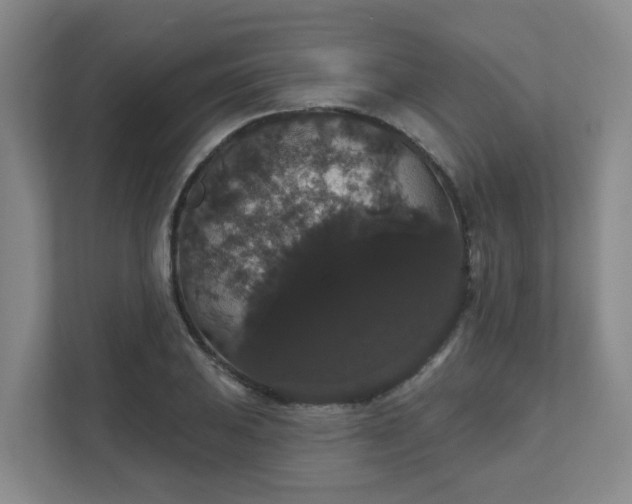 X0000111521031200907211220