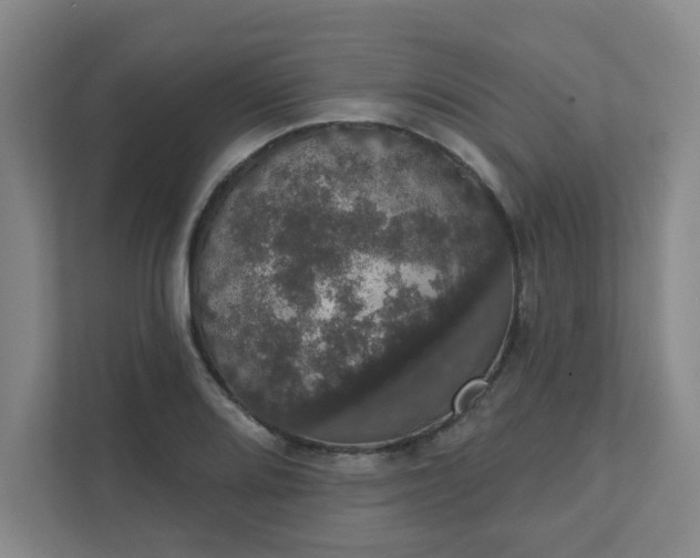 X0000111521080200907211219