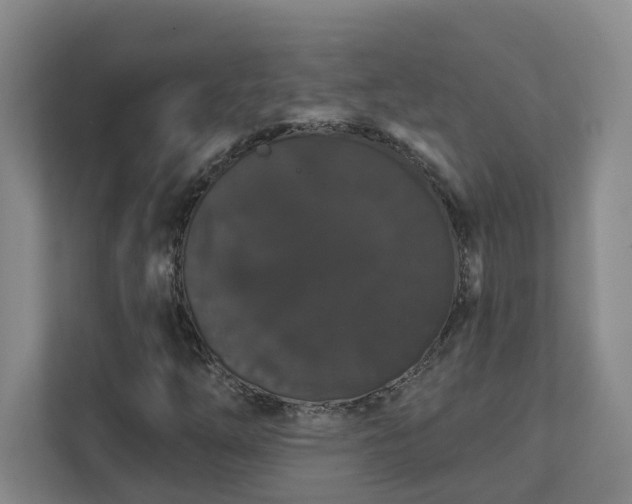 X0000111521254200907211217