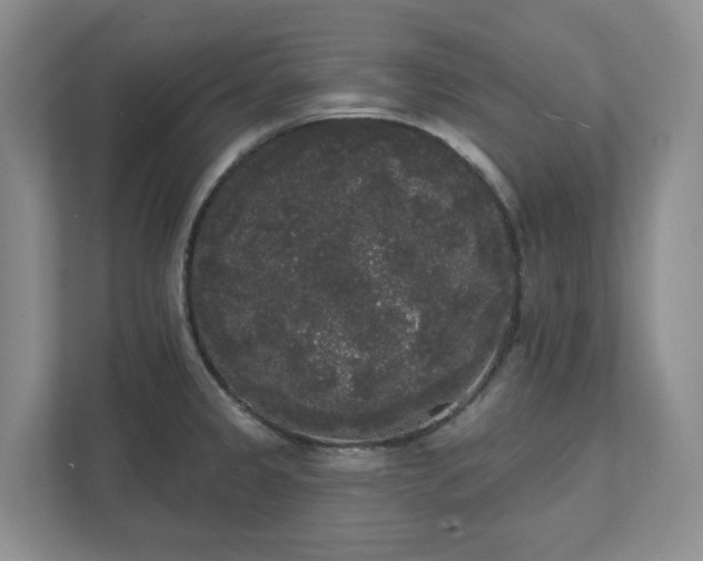 X0000111521333200907211216