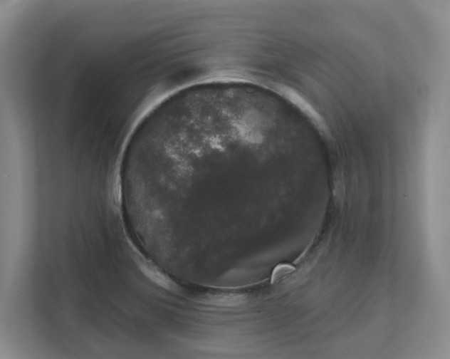 X0000111521372200907211215
