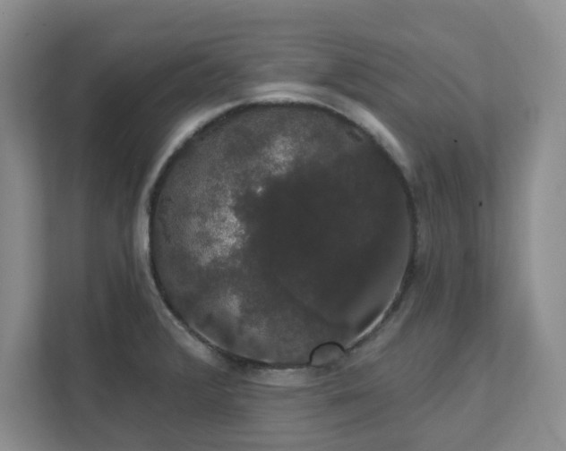 X0000111521376200907211215