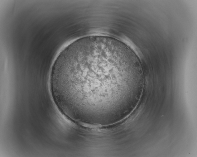 X0000111521379200907211215