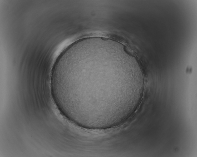 X0000111520006200907281350