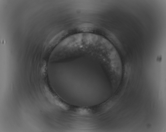 X0000111520073200907281349