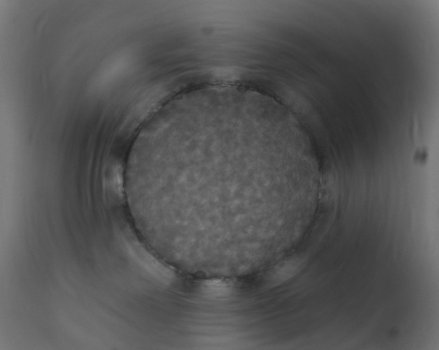 X0000111520238200907281346