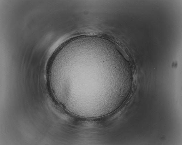 X0000111520246200907281345
