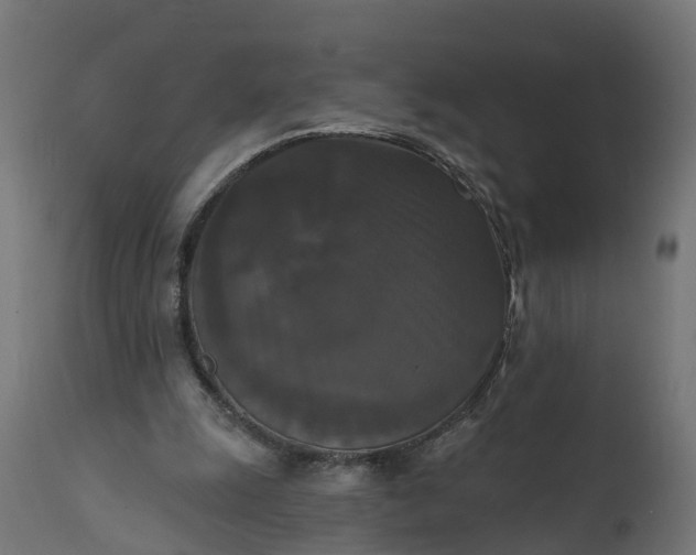 X0000111520247200907281345