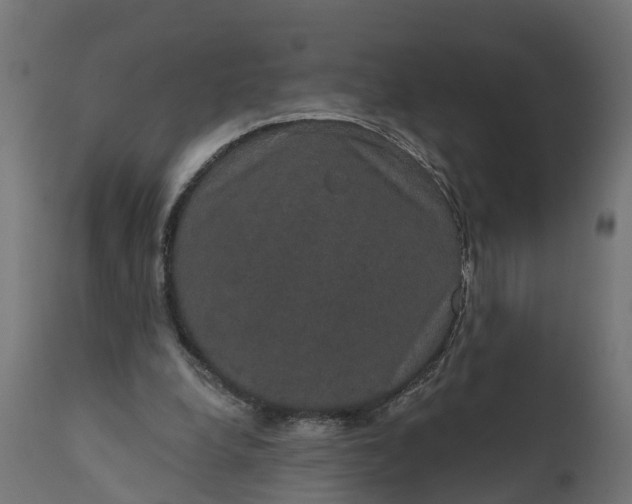 X0000111520248200907281345
