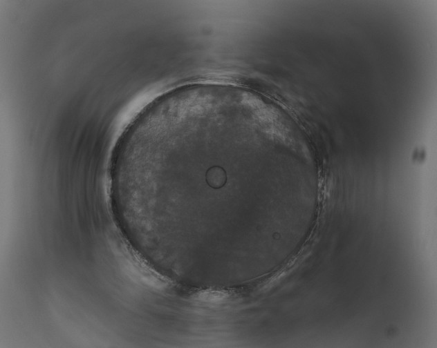 X0000111520294200907281345