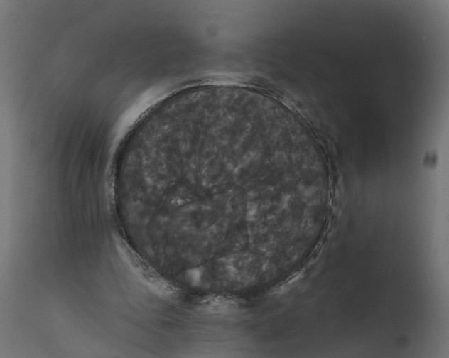 X0000111520343200907281344