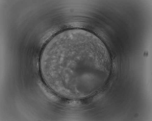 X0000111520398200907281343