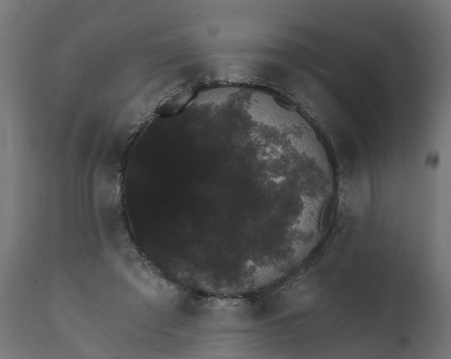 X0000111520401200907281343