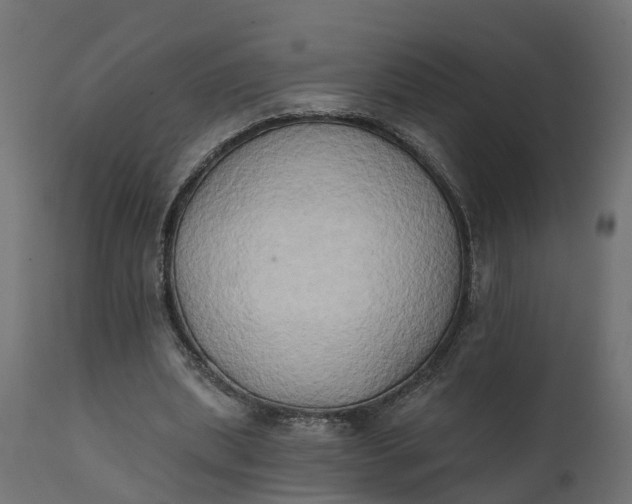 X0000111520439200907281342