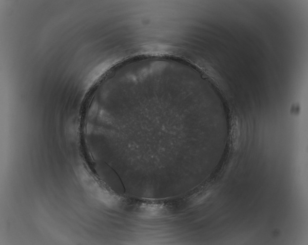 X0000111520440200907281342