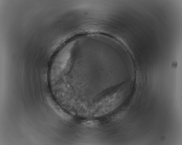 X0000111520447200907281342