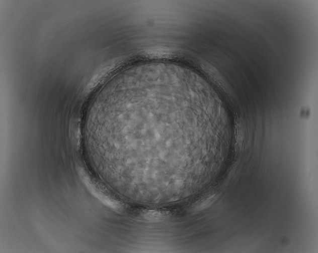 X0000111520494200907281342