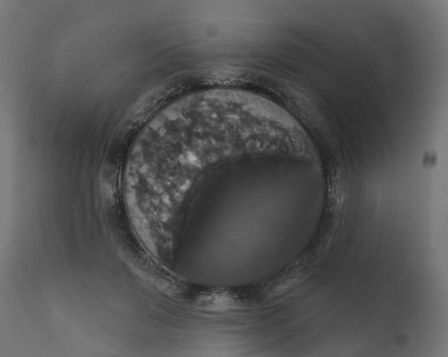 X0000111520503200907281342