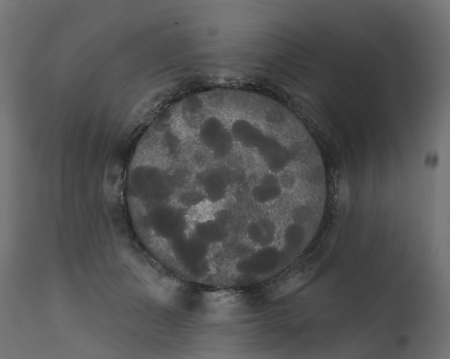 X0000111520511200907281342