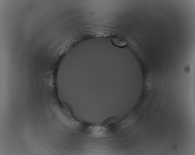 X0000111520512200907281342