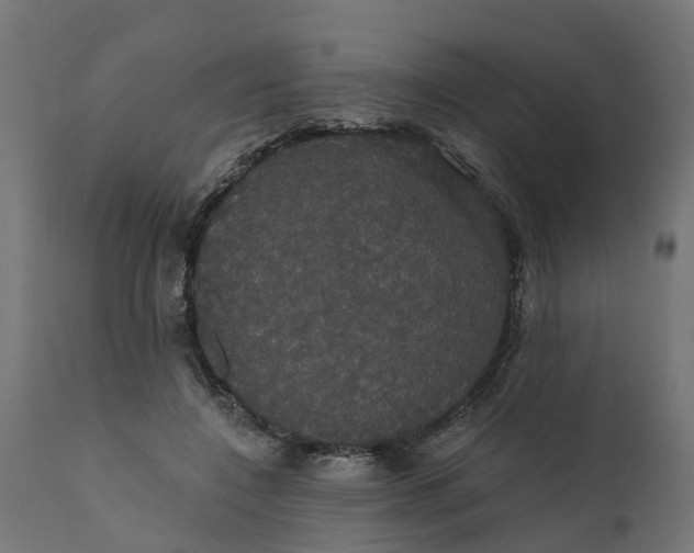 X0000111520548200907281341