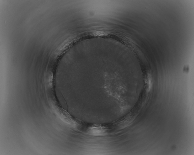 X0000111520556200907281341
