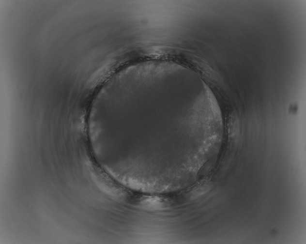 X0000111520611200907281340