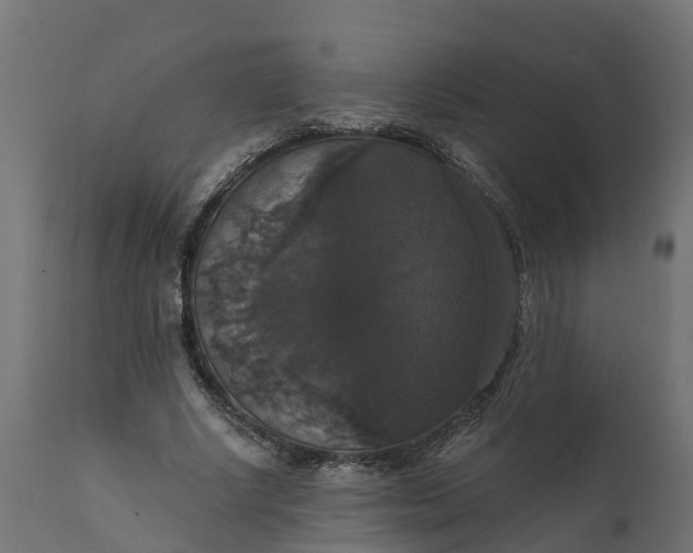 X0000111520634200907281339